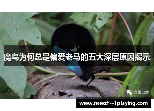 魔鸟为何总是偏爱老马的五大深层原因揭示 魔鸟为何总是偏爱老马的五大深层原因揭示